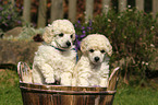 Miniature Poodle Puppies
