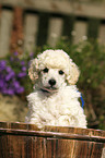 Miniature Poodle Puppy