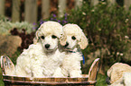 Miniature Poodle Puppies