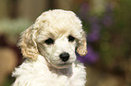Miniature Poodle Puppy