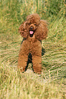 Miniature Poodle