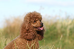 Miniature Poodle Portrait