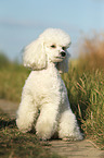 sitting Miniature Poodle