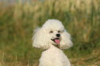 Miniature Poodle Portrait