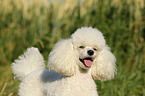 Miniature Poodle Portrait