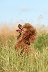 Miniature Poodle Portrait