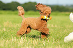 playing Miniature Poodle