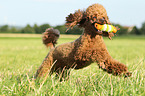 playing Miniature Poodle