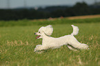 running Miniature Poodle