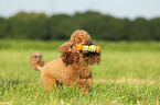 playing Miniature Poodle