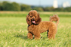 Miniature Poodle