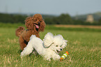 2 Miniature Poodles
