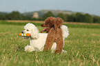 2 Miniature Poodles