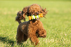 playing Miniature Poodle