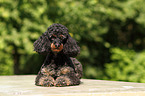 lying Miniature Poodle