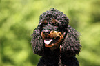 poodle Miniature Poodle