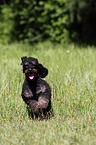 running Miniature Poodle