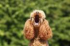 barking Miniature Poodle