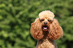 Miniature Poodle Portrait