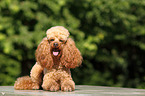 lying Miniature Poodle
