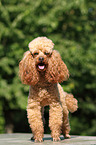 Miniature Poodle