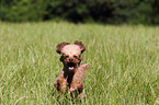 running Miniature Poodle