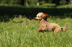 running Miniature Poodle
