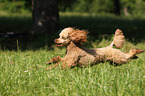 running Miniature Poodle