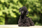 lying Miniature Poodle