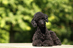 lying Miniature Poodle