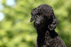 Miniature Poodle Portrait