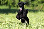 running Miniature Poodle