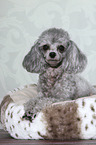 lying Miniature Poodle