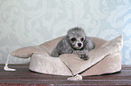 lying Miniature Poodle