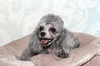 Miniature Poodle Portrait