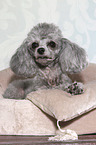 Miniature Poodle Portrait