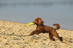 playing Miniature Poodle