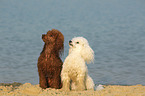 sitting Miniature Poodles