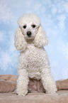 sitting Miniature Poodle