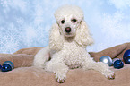 lying Miniature Poodle