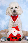 sitting Miniature Poodle