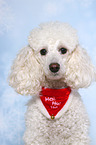 Miniature Poodle Portrait