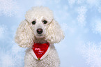 Miniature Poodle Portrait