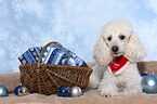 lying Miniature Poodle