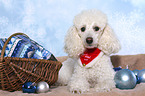 lying Miniature Poodle