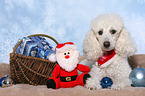 lying Miniature Poodle