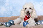 lying Miniature Poodle