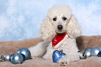 lying Miniature Poodle