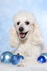 lying Miniature Poodle
