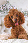 Miniature Poodle in bed